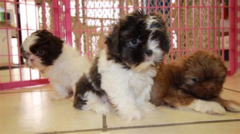 Puppies For Sale Local Breeders Unique Blue Shih Tzu Puppies For Sale