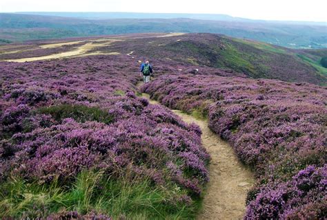 All Around The Blooming Heather The North York Moors Are A Flickr