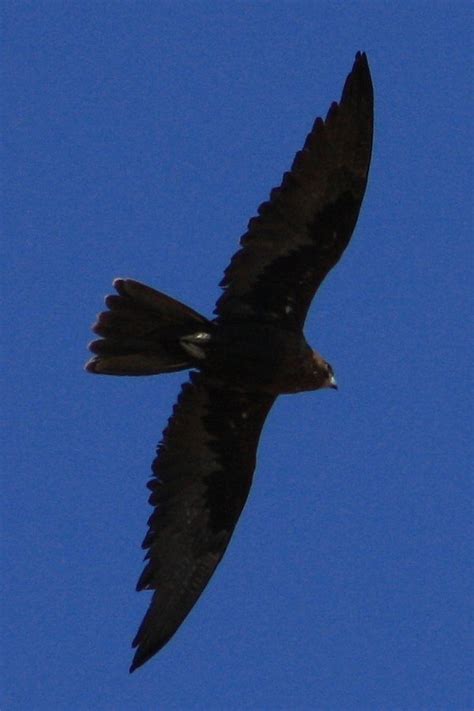 Black Falcon Falco Subniger