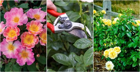 Garden Spotlight How To Keep Your Rose Bushes Blooming All Summer Long