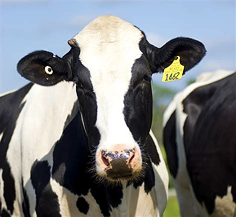 New Livestock Identification Regulations Not Burdensome Cattle Expert