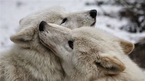 White Wolf Wolves Are Getting Some Wet Lovin 20 Photos Of Wolf Kisses