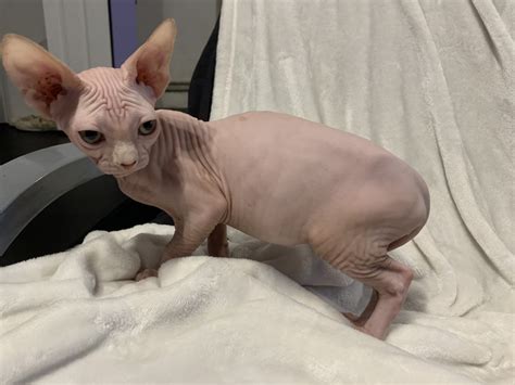 Hairless kittens breeders of the rare hairless don sphynx and peterbald felines. Sphynx Cats For Sale | Bowie, MD #289443 | Petzlover