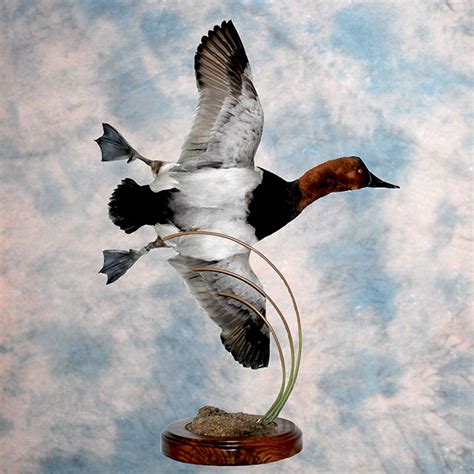 Diving Duck Taxidermy In Nevada Whistle Wings Avian
