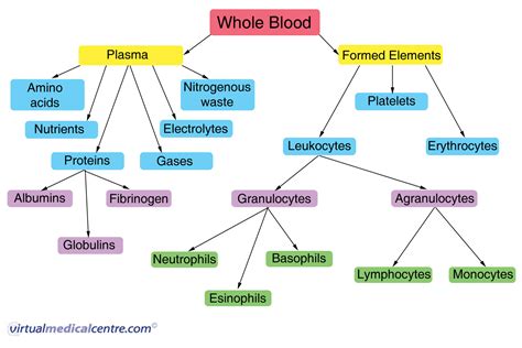 Blood Function And Composition Healthengine Blog