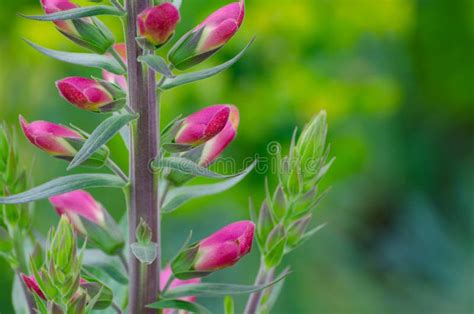 Close Up Wild Lupine In Red Purple Flower With Green Leaves Stock