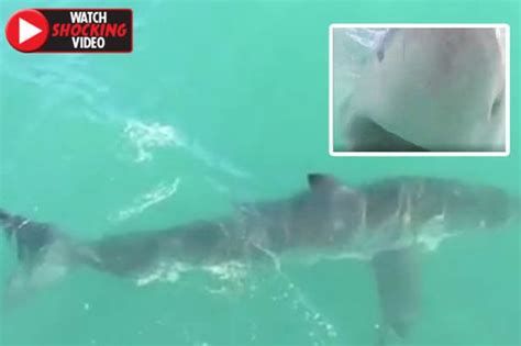 great white shark attack heart stopping moment huge predator lunges at helpless divers daily star