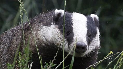 Badger Caught In Trap Illegally Set By Hunt Master Bbc News
