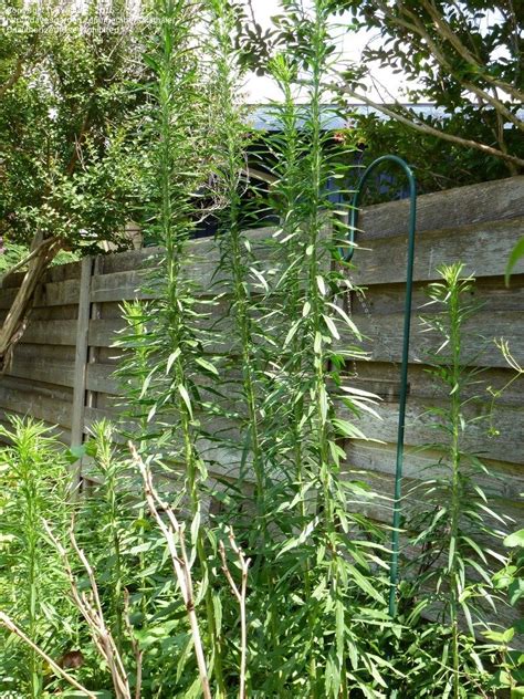 To treat for weeds in your lawn, you have to understand the type of weed that you have. Plant Identification: CLOSED: What are the up to 7 foot ...