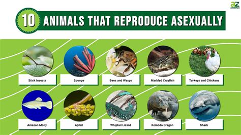 10 Animals That Reproduce Asexually A Z Animals