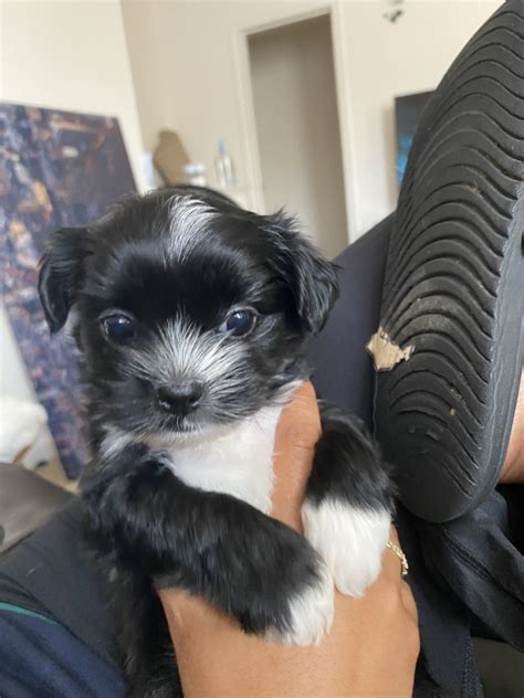 Are shih tzus generally lazy dogs? Shih Tzu Puppies For Sale | Lancaster, PA #333012