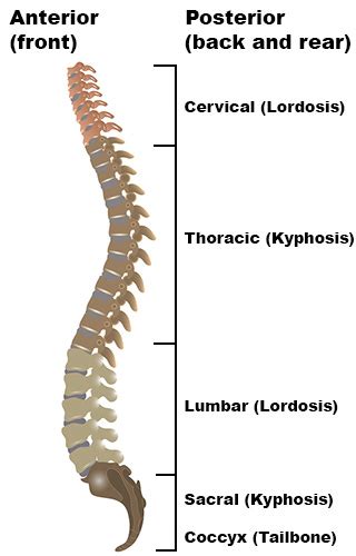 Kyphosis Forward Spine Curvature Treatment Hss Spine