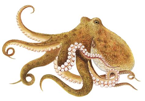 Octopus Free Download Png Png All Png All