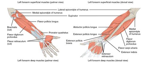 Muscles That Move The Forearm