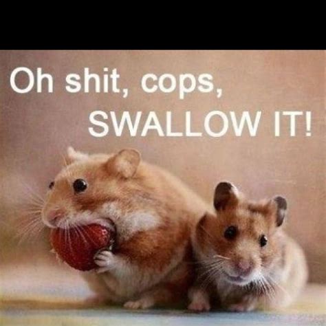 Pin By Kaitlin Kirk On Hahas Quotes Cute Hamsters Funny Animals