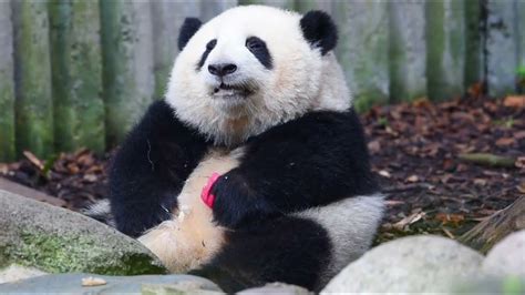 和花榨汁式吃苹果😄 Hehua Eating Apple Like Juicing Apple Panda Hehua【大熊猫和花
