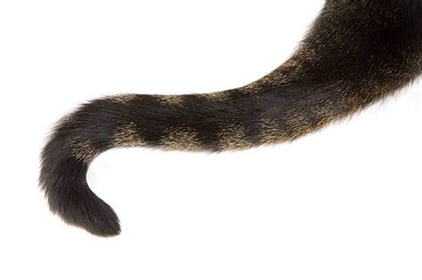 How To Spot A Broken Cat Tail A Guide To Recognizing The Signs And