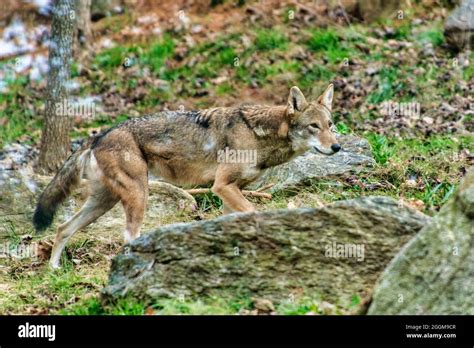 An Alert American Red Wolf In Its Habitat At The Western North Carolina
