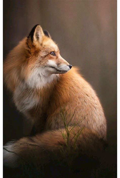 Classic Woodie Niedliche Tierbilder Süße Tierfotos Fuchs Haustier