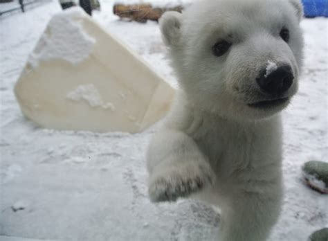 Toronto Zoo Unveils Name Of Female Polar Bear Cub Cbc News