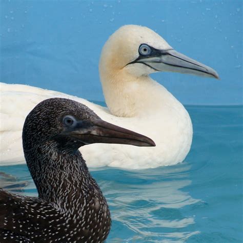 Image oiseaux-marins-5 : Saison oiseaux marins ouverte ! | Hegalaldia