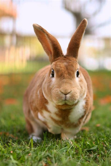 Brown Bunny Outside Stock Photo Image Of White Brown 3899168