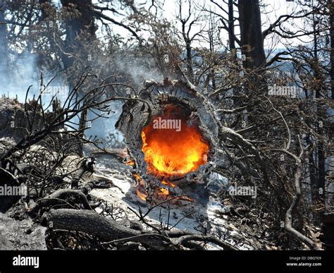 Fire Burning In Tree Stump Hi Res Stock Photography And Images Alamy