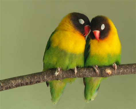 Valentines Day Tips And Tricks Cute Love Birds