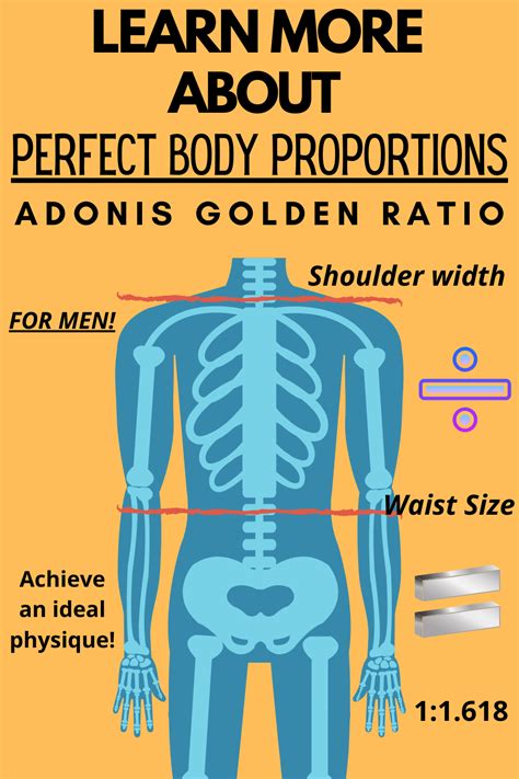 Adonis Golden Ratio Achieve Perfect Body Proportions Perfect Body