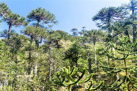 Endangered South American Forests Were Planted By Ancient