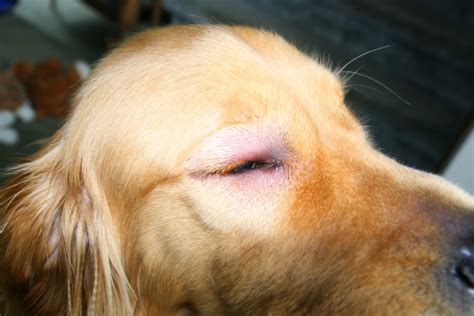 Bee Sting Reactions And Treatment For Dogs Pethelpful