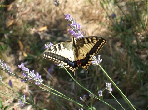 Skopelos Trails Swallowtail Butterfly Papilionidae