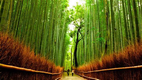 Bamboo Forest Kyoto Wallpaper X Baltana