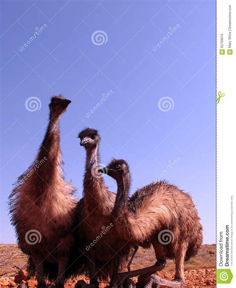 Emus Australia Stock Photo Image Of Beak Close Australian 65769610