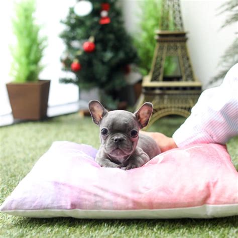 Fancy Teacup Frenchie | Tiny Teacup Pups