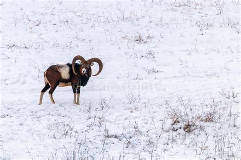 Mouflon Male In Winter Wild Nature Ovis Musimon Stock Photo Image Of