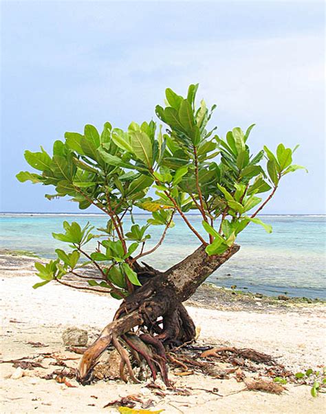 Ocean Tree A Photo From Guam Other Trekearth Nature Tree Island