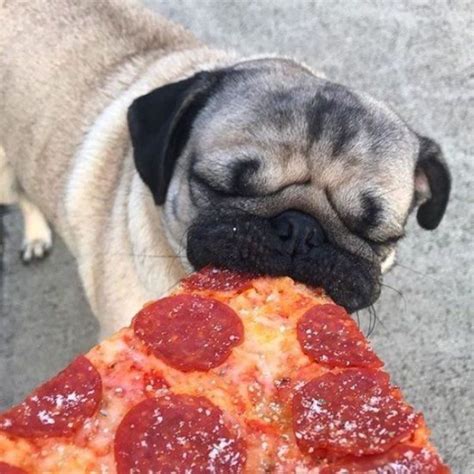Pug Eats Pizza And Likes It Join The Pugs