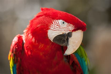 red and green parrot hd wallpaper wallpaper flare