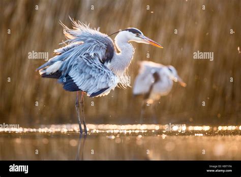 Grey Herons Ardea Cinerea Preening In Late Afternoon Light Hungary