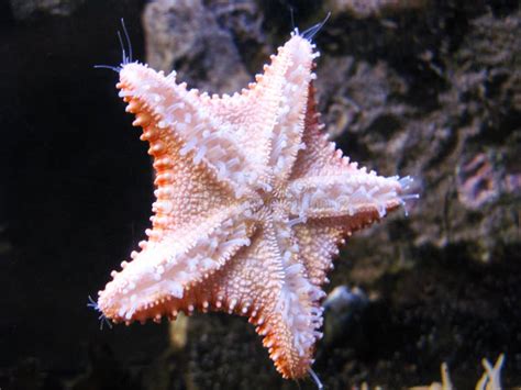 Underside Of Starfish At Aquarium Exhibit Stock Image Image Of