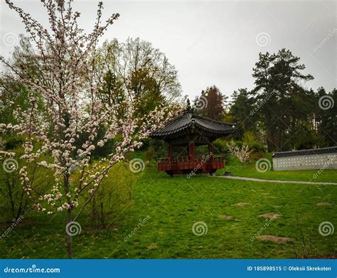 Japanese Style Wooden Gazebo In A Blooming Cherry Garden Stock Image