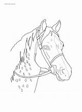 Coloring Pony Cross Printable Appaloosa Browser Inch Then Paper sketch template