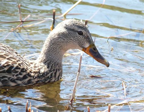 Ingyenes Képek Természet Vadvilág Csőr Fauna Gerinces Quebec