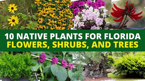 10 Native Plants For Florida Flowers Shrubs And Trees 🌼🌲🌳 Youtube