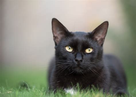 Comprender El Significado Espiritual De Los Gatos Negros Mininoses