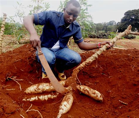 Disease Resistant Gmo Cassava Developed By Kenyan Scientists Moves