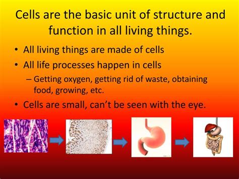Ppt Discovering Cells Pages 50 57 Powerpoint