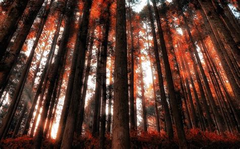 Wallpaper Sunlight Trees Landscape Forest Nature Red Wood
