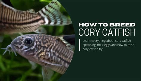 Ultimate Guide To Breeding Cory Catfish Infographic Keeping Catfish